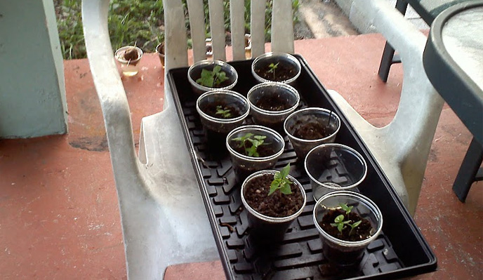 Hot Pepper, Habanero Seedlings