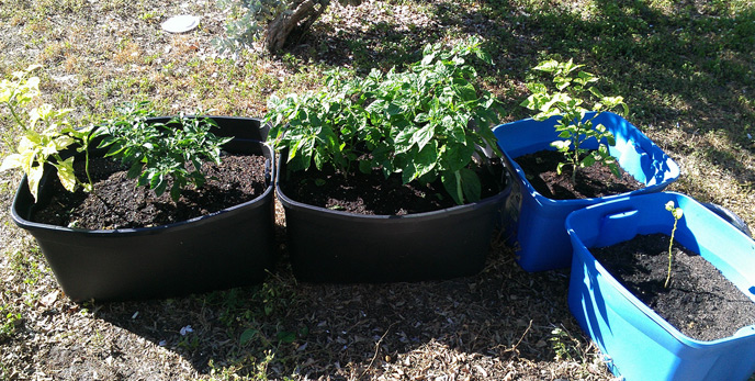 Chili Peppers Growing in Plastic Tubs, South Florida