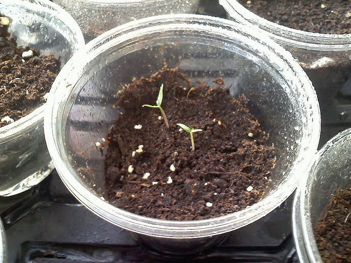 Habanero Chilli Seedlings
