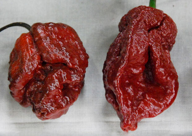 Two harvested chocolate 7-Pot Doughlah chile peppers on a piece of canvas