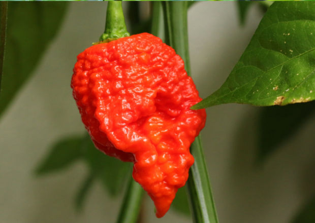 A ripe, red, Carolina Reaper chilli pepper with bumpy texture, hanging on the plant