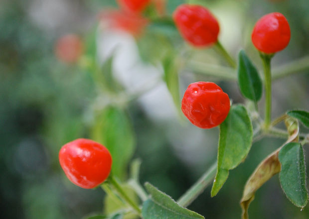 Chiltepin pepper