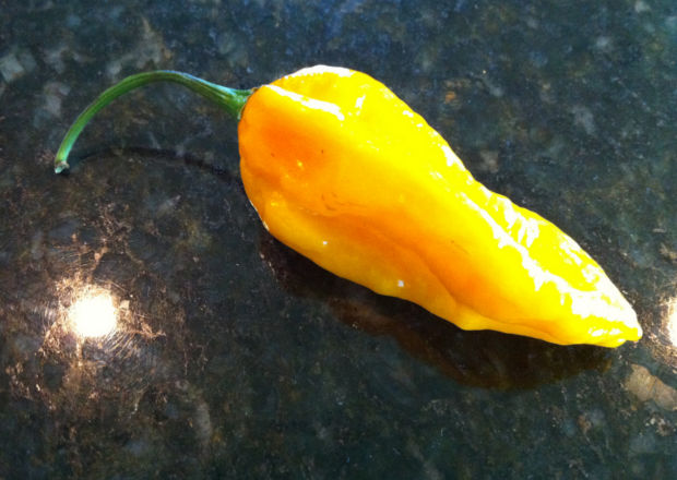 Devil’s Tongue hot pepper