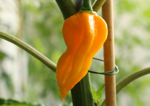 Fatalii hot pepper