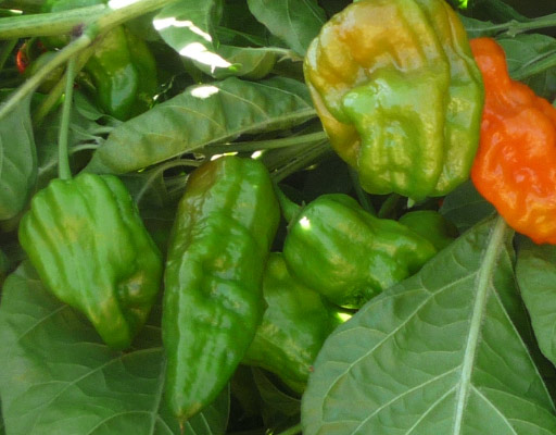 Habanero pepper unripened, green