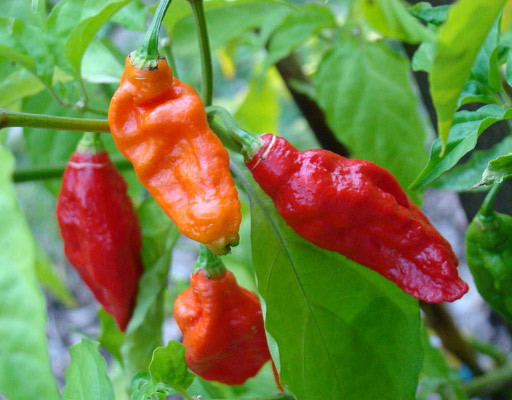 Habanero pepper, ripe, orange