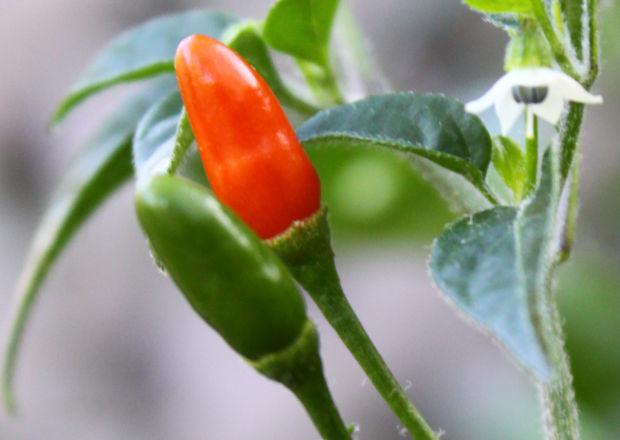 Pequin chilli pepper