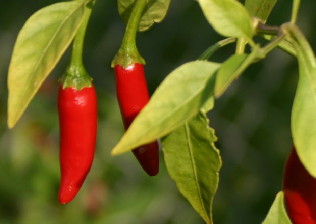 Thai hot pepper, birds eye, thai dragon, hanging straight down from plant with pale green leaves